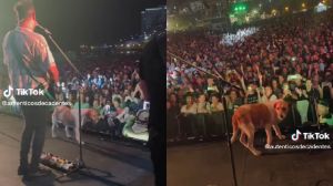 VIDEO: Perrito se roba el escenario en concierto de Los Auténticos Decadentes. Noticias en tiempo real