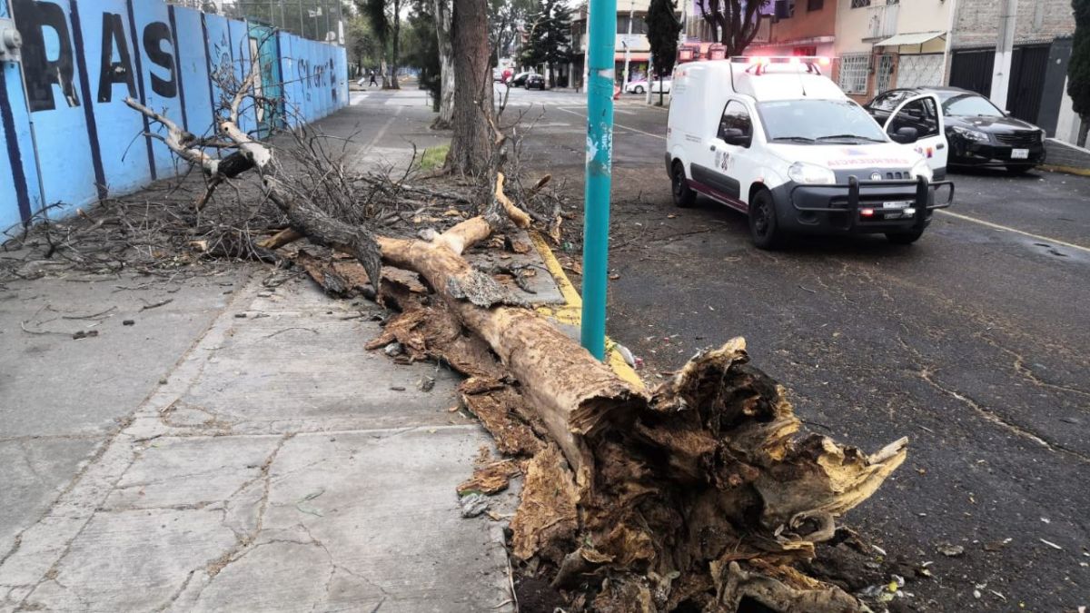 La Ciudad de México nuevamente fue afectada por los fuertes vientos, este martes registró la caída de ocho árboles en cinco alcaldías