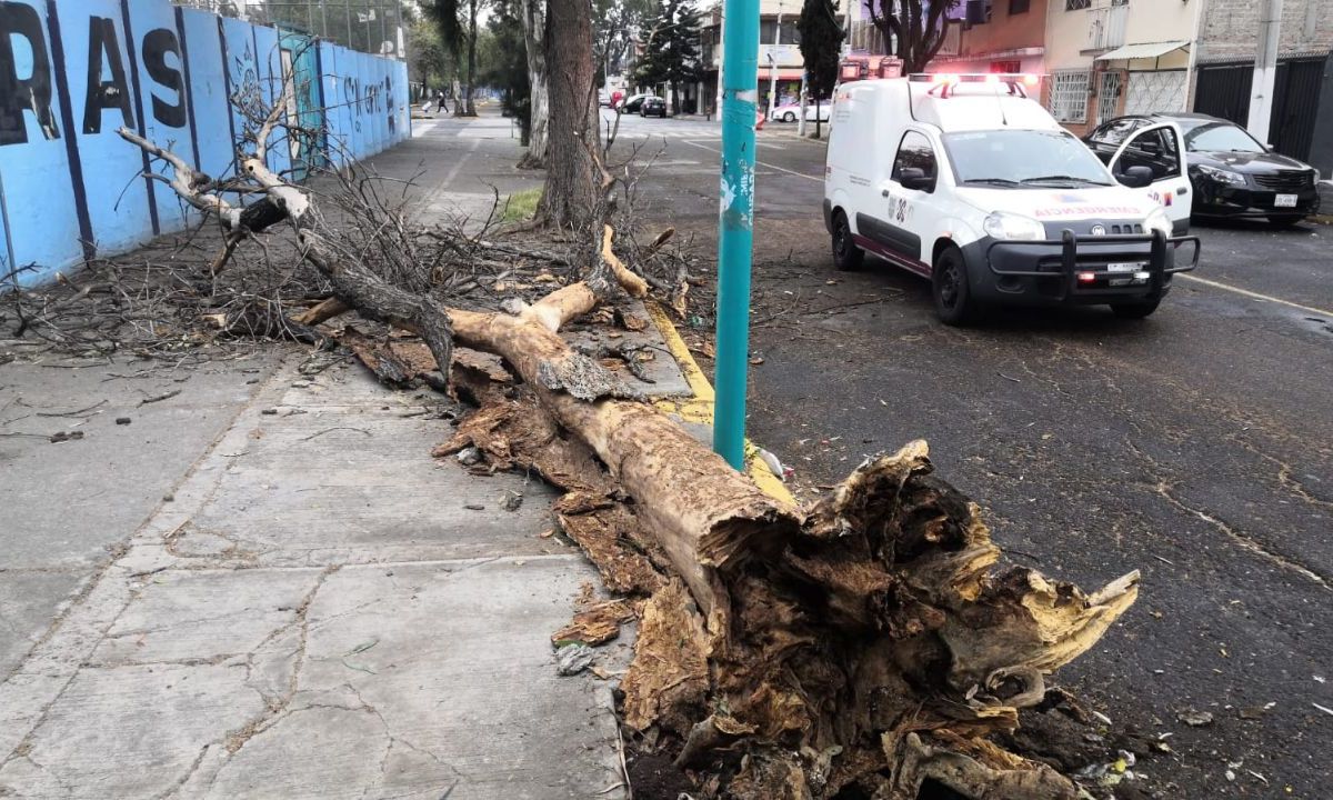 La Ciudad de México nuevamente fue afectada por los fuertes vientos, este martes registró la caída de ocho árboles en cinco alcaldías