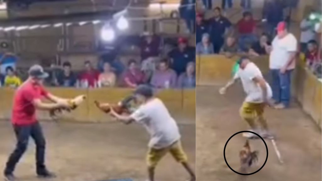 Gallo de pelea lesiona gravemente la pierna de su dueño en el palenque de Colima