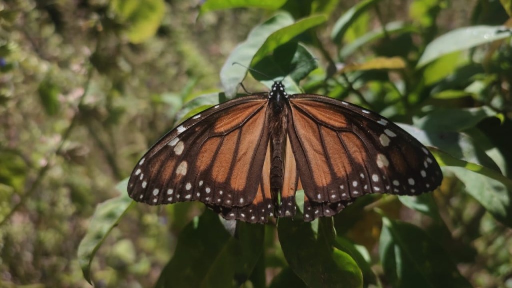 mariposa monarcas