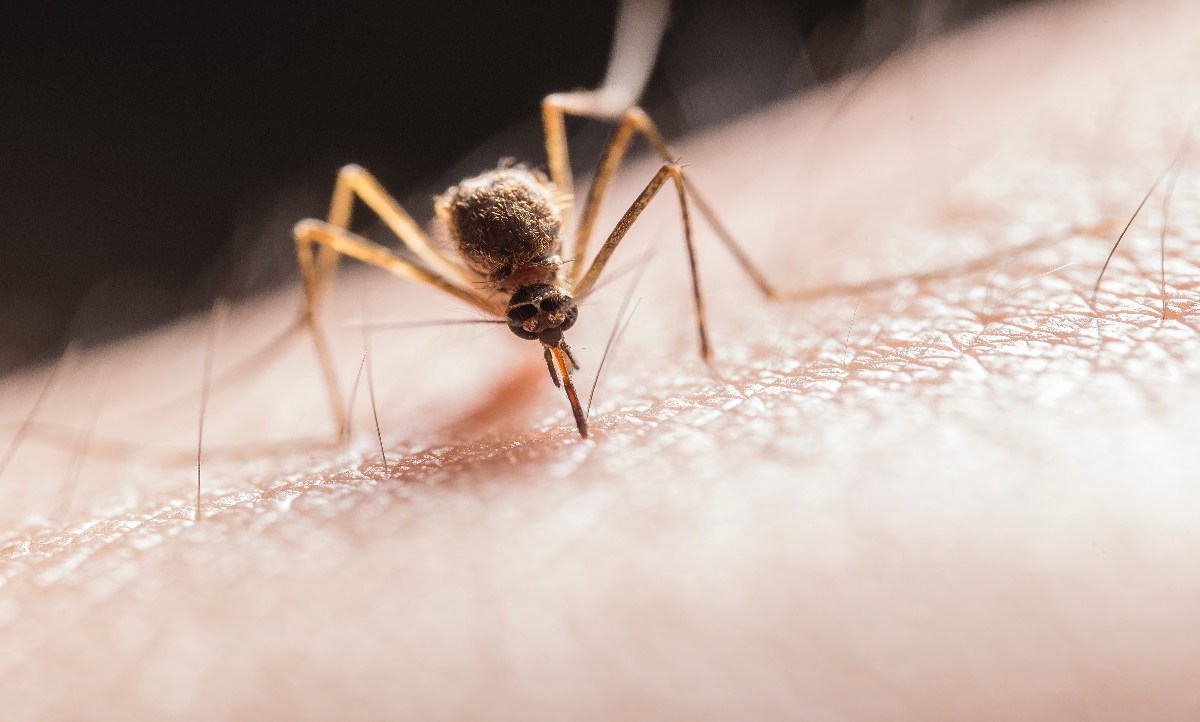 El paludismo se transmite a humanos a través de la picadura de un mosquito hembra
