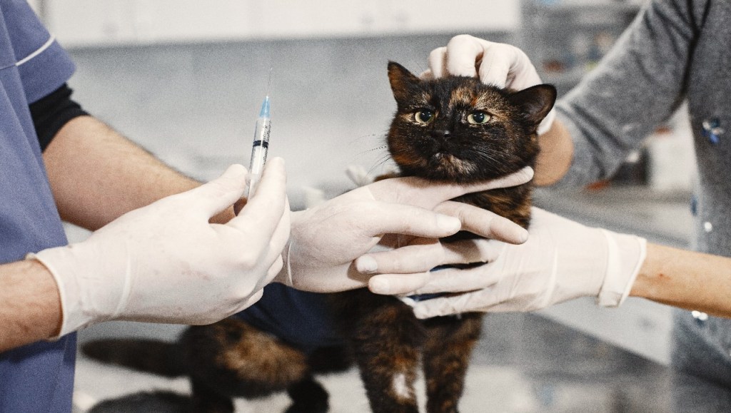 un gato a punto de ser vacunado