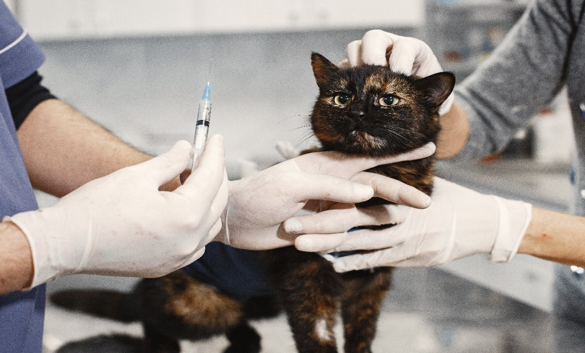 un gato a punto de ser vacunado