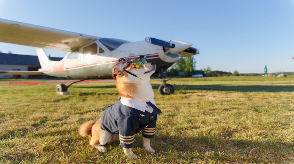 perro a punto de volar un avión