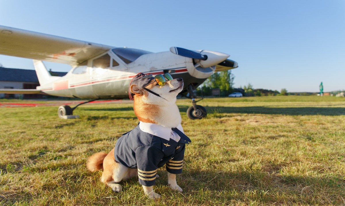 perro a punto de volar un avión
