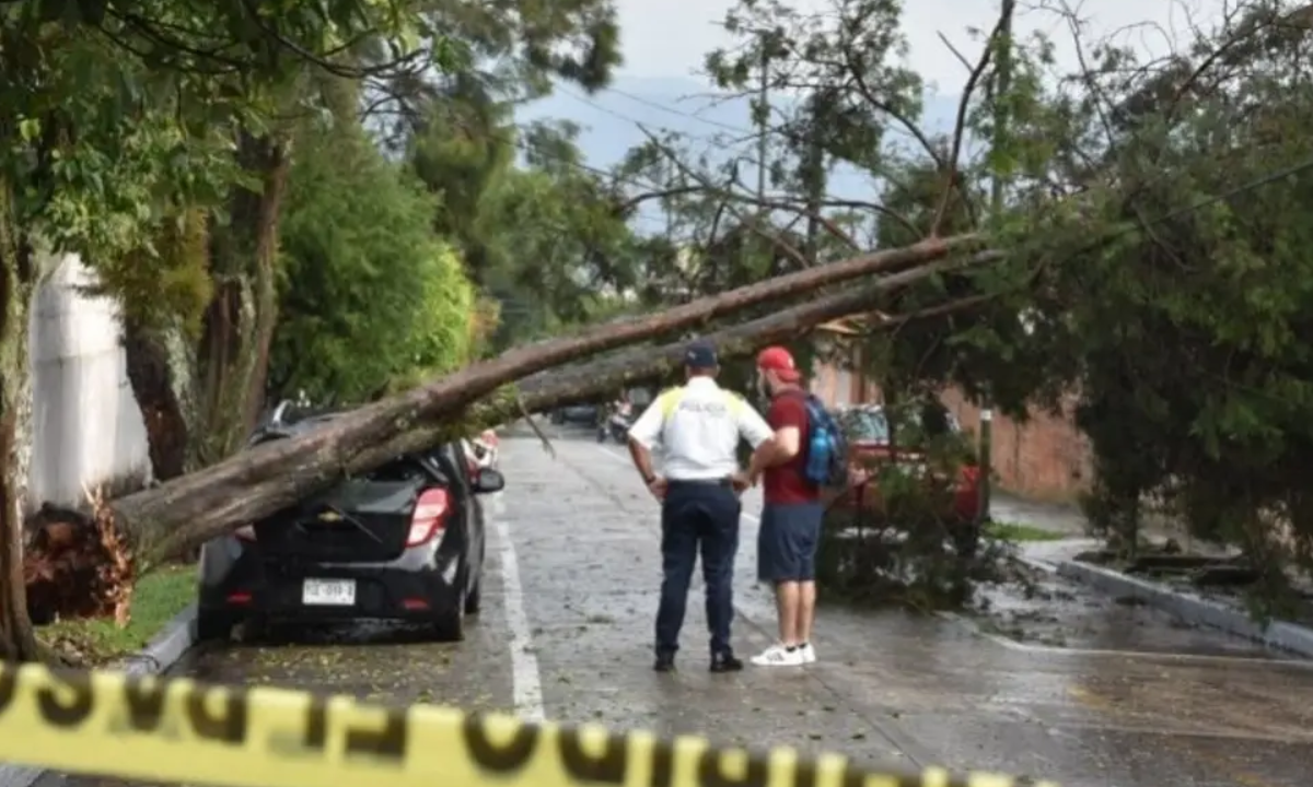 Foto: AVC | Fuertes lluvias en Veracruz provocaron la caída de algunos árboles.