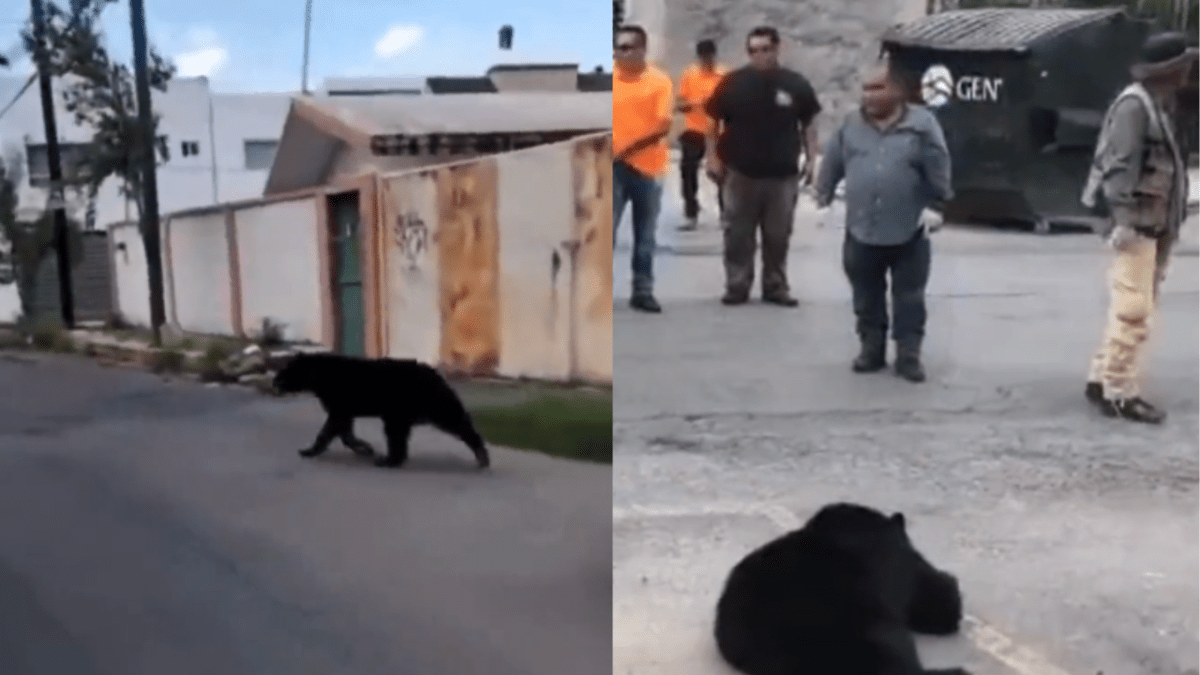 Foto: Especial | En Monterrey, un oso se paseó por las calles de la colonia "Buenos Aires".