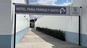 Instalan hotel para perros callejeros en Cuauhtémoc. Noticias en tiempo real