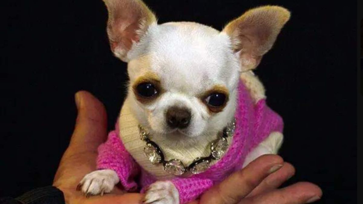 Foto:Twitter/@MadreSemestrosa|Ella es "Pearl", la perrita más pequeña del mundo; rompió récord Guinness