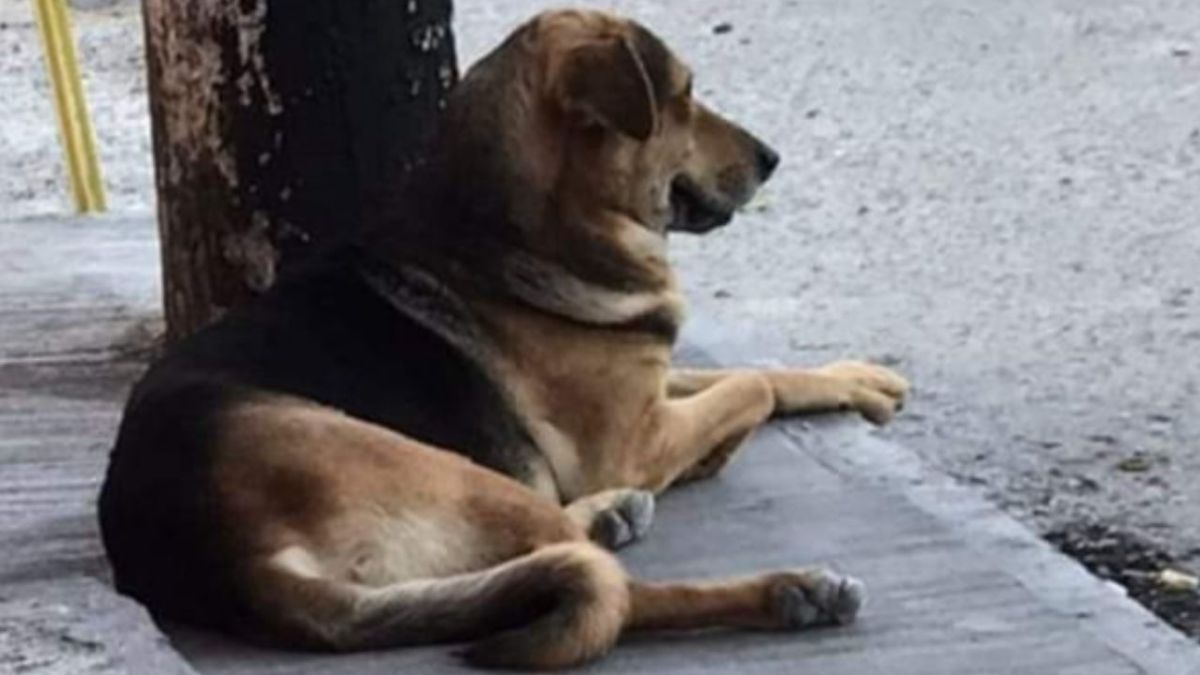 Foto:Facebook|Muere "Stitch" perrito callejero que fue golpeado por robar pan