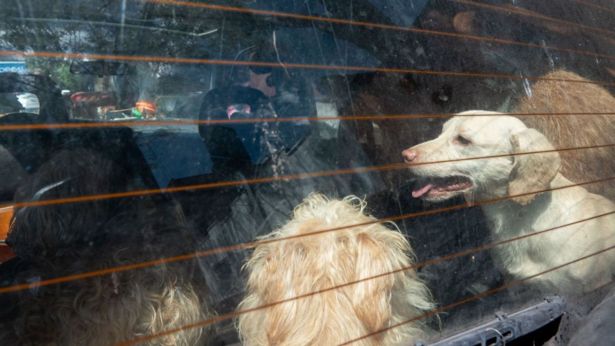 Foto:Cuartoscuro|Por maltrato animal, autoridades rescatan a 19 gatos y 32 perros de un inmueble