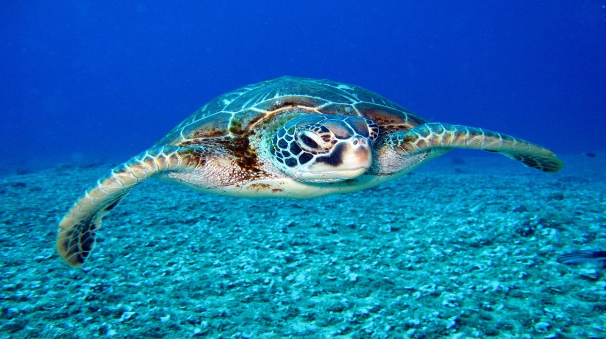 El 23 de mayo se celebra el Día Mundial de la Tortuga para hacer conciencia en la población acerca de su estado en peligro de extinción