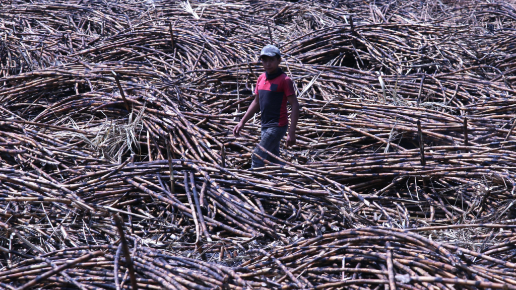 Foto: Cuartoscuro | Las sequías que han azotado a nuestro país han afectado a la producción de azúcar.