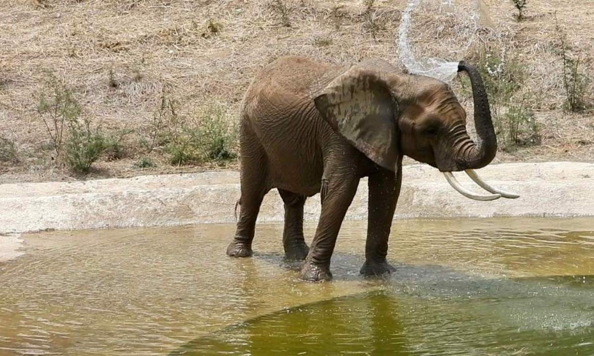 Gipsy-elefanta