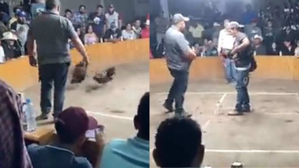 Guanajuato pelea de gallos