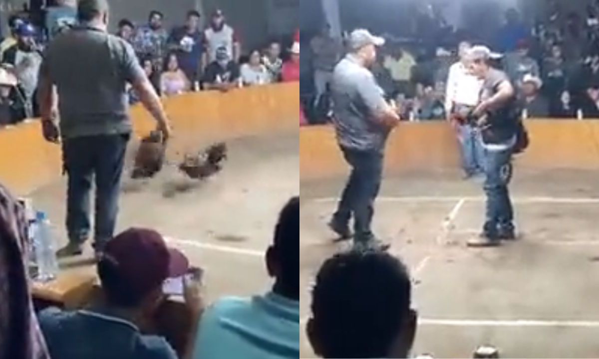 Guanajuato pelea de gallos