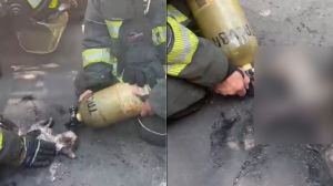 VIDEO: Bomberos rescatan a gatito tras incendio en Santa María la Ribera. Noticias en tiempo real