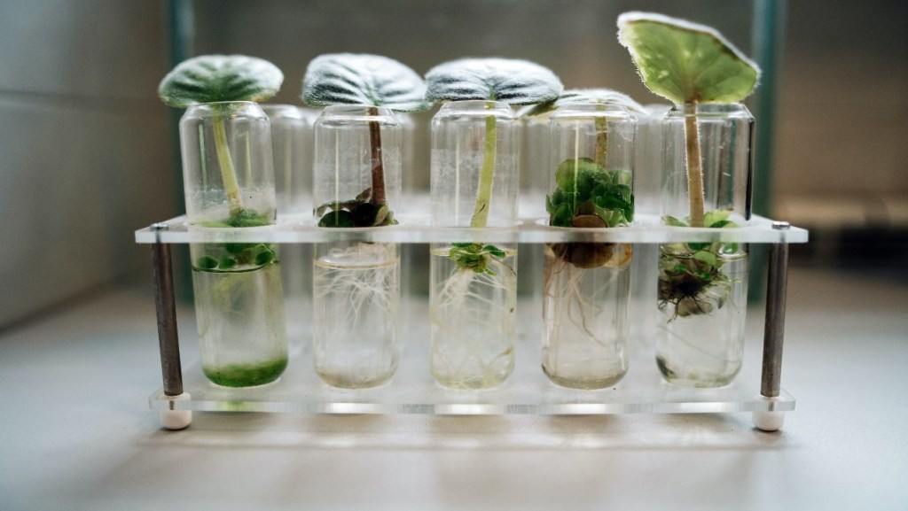 La Biotecnología busca implementar la tecnología en organismos vivos como las plantas