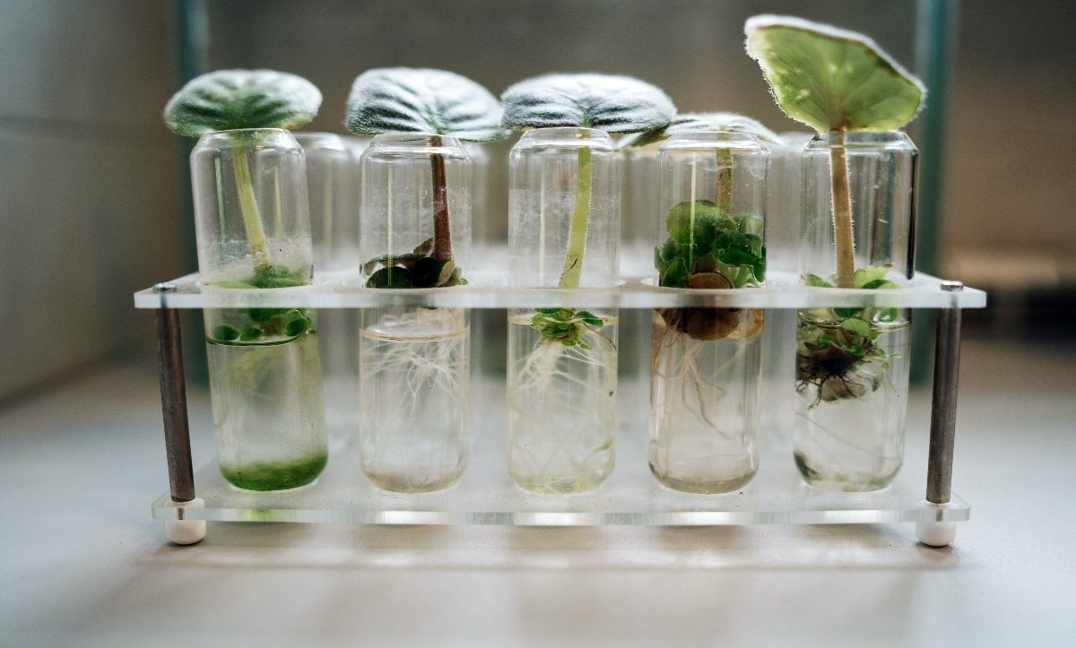 La Biotecnología busca implementar la tecnología en organismos vivos como las plantas