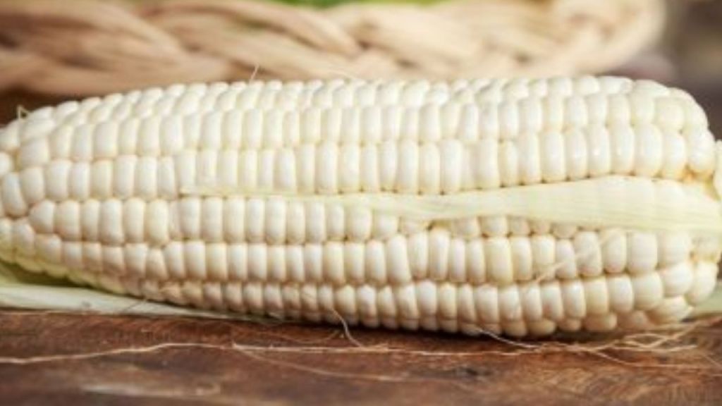 Este viernes se publicó un decreto que elimina la exención de aranceles a la importación de maíz blanco