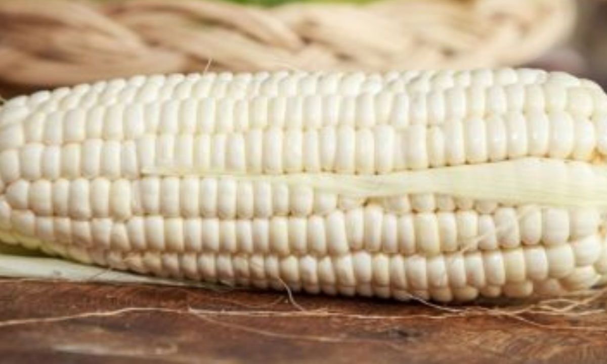 Este viernes se publicó un decreto que elimina la exención de aranceles a la importación de maíz blanco
