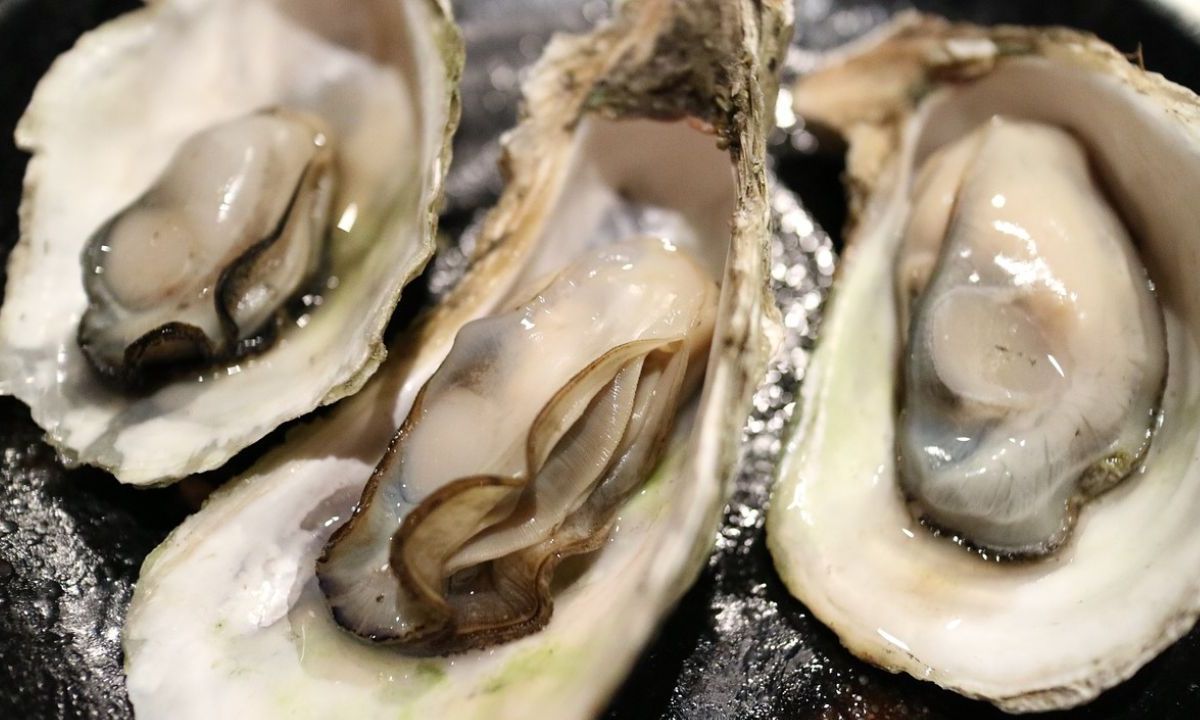 Foto:Pixabay|¡Tragedia! Hombre muere tras comer ostra con una bacteria