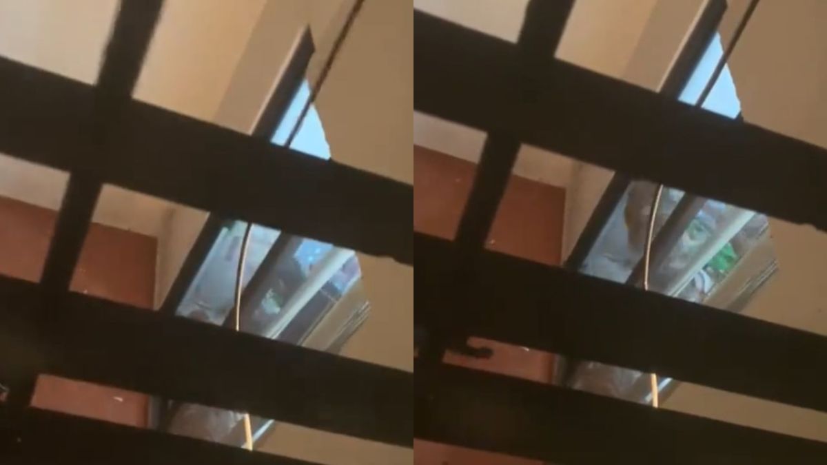 VIDEO: Sujeto azota a perritos contra un ventanal en la Benito Juárez