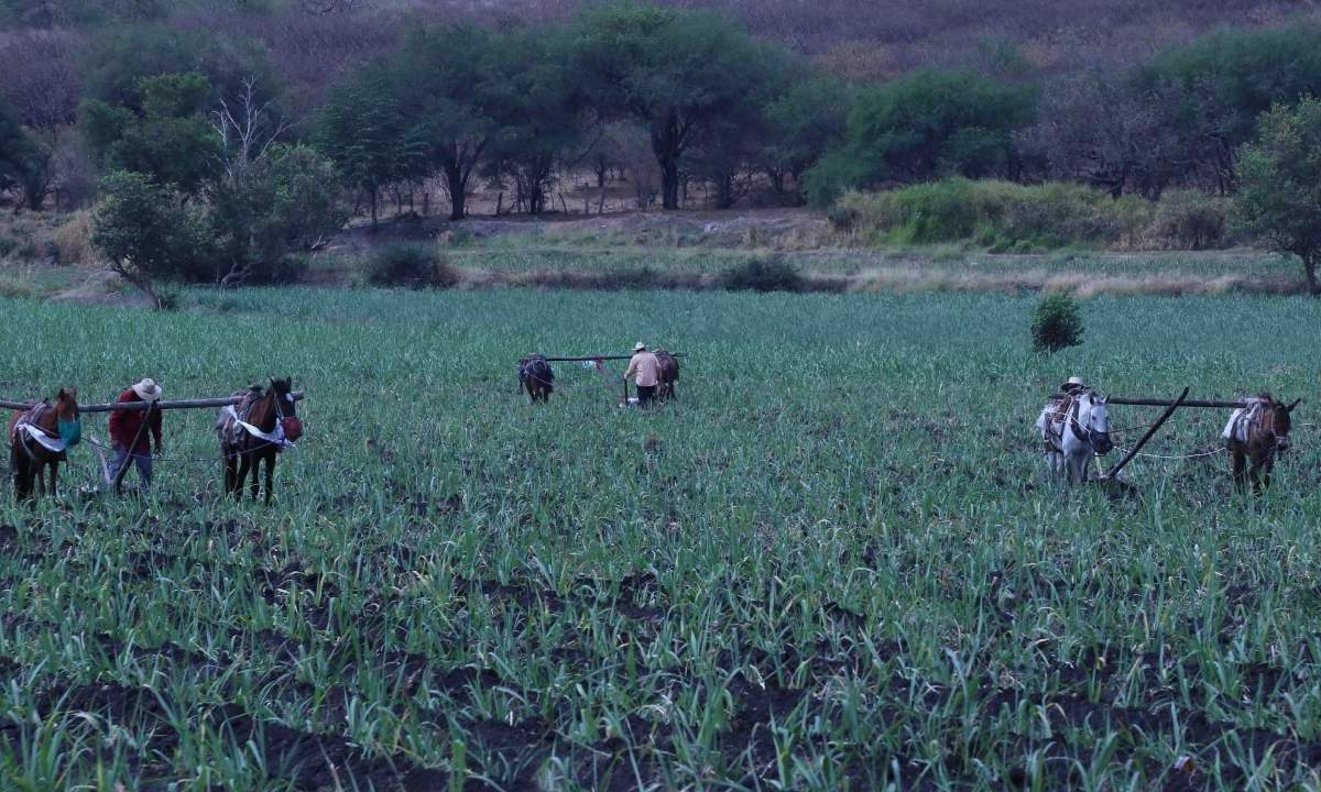 El Censo Agropecuario 2022 realizado por el INEGI luego de 15 años encontró que uno de cada tres productores del campo tiene más de 65 años, lo que resulta alarmante