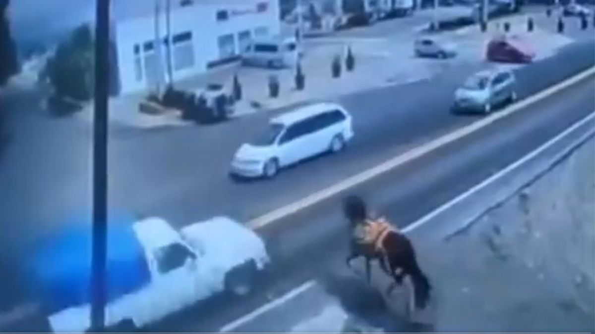 Conductor atropella a caballo en Ozumba; el animal murió.