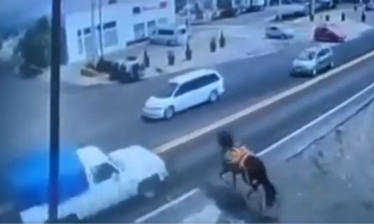 Conductor atropella a caballo en Ozumba; el animal murió.