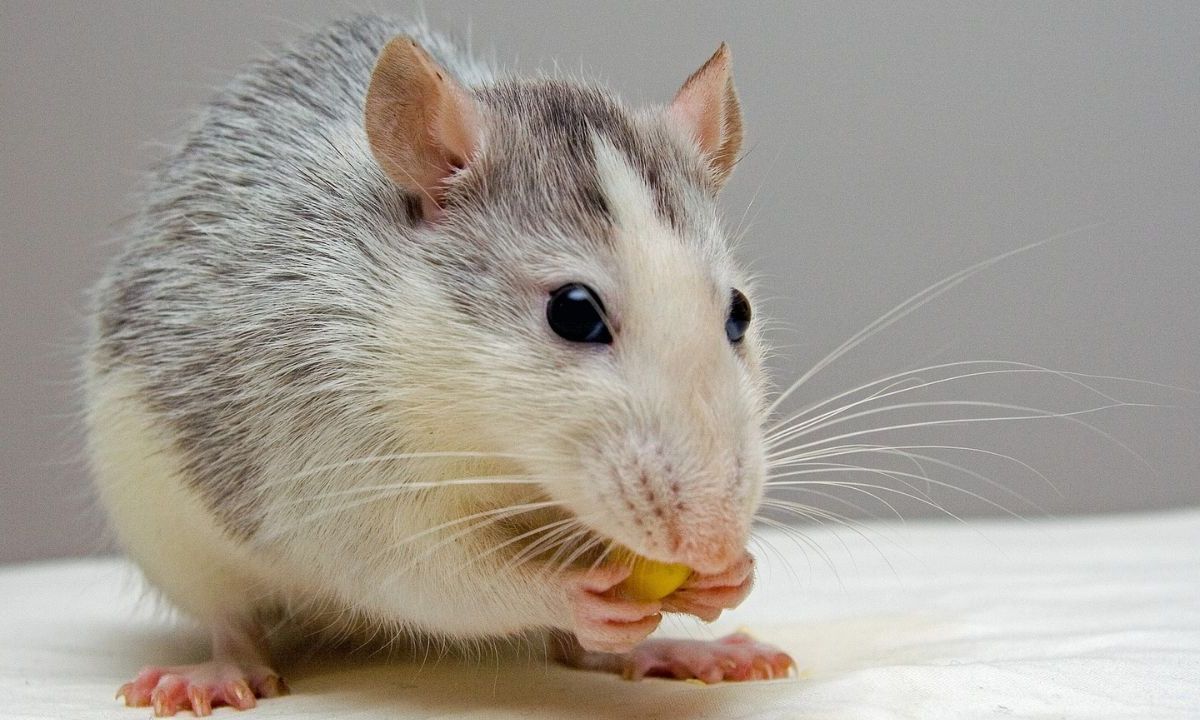 Foto: Pixabay | ¿Ratas en tu casa? Te dejamos unos remedios sin veneno