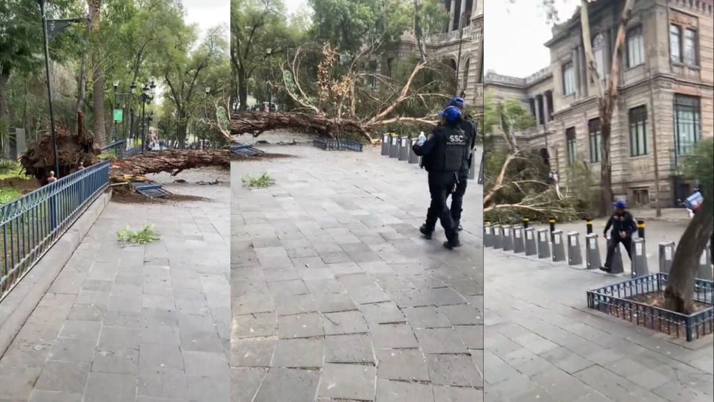 árbol cae en calles de la colonia Santa María la Ribera.