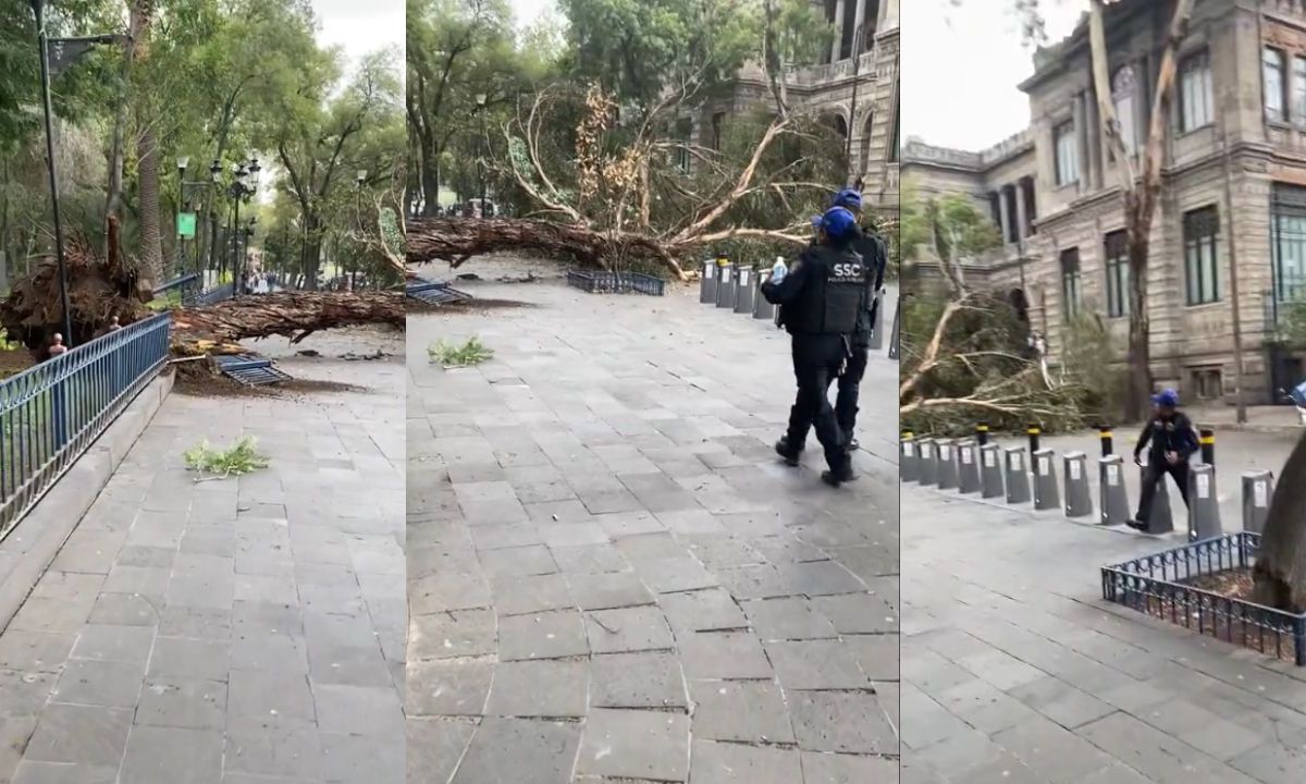árbol cae en calles de la colonia Santa María la Ribera.