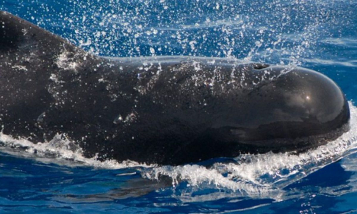 Muren 51 ballenas piloto tras quedar varadas en una playa del oeste de Australia