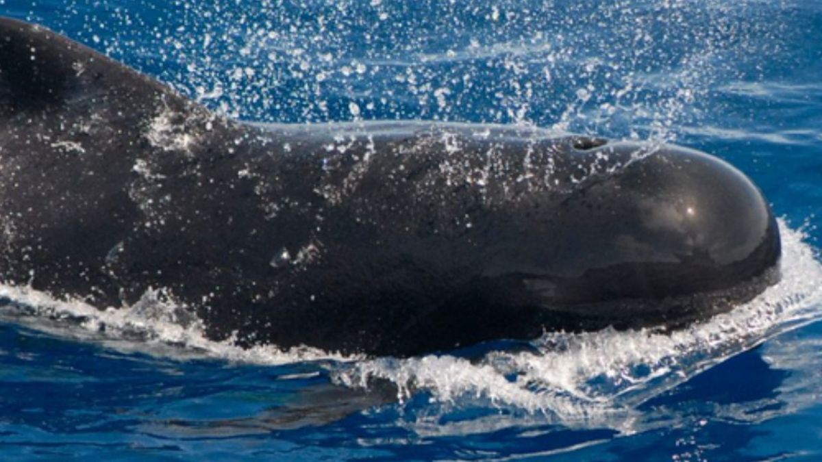 Muren 51 ballenas piloto tras quedar varadas en una playa del oeste de Australia