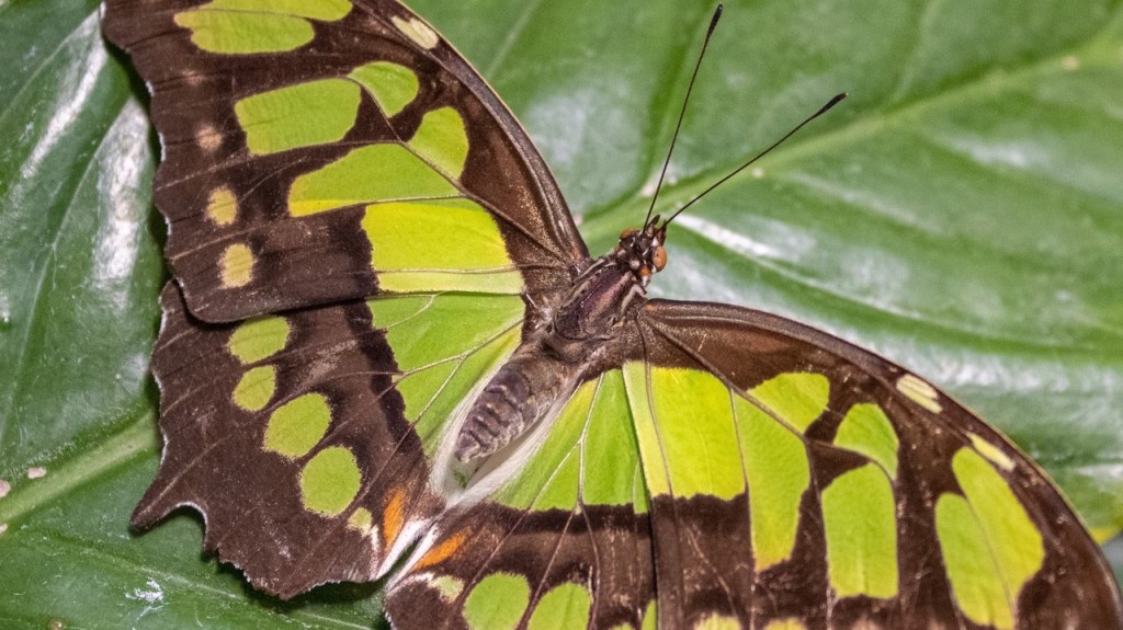 La Mariposa Malaquita es una de las especies de mariposa que se encuentra en el Zoológico de Chapultepec