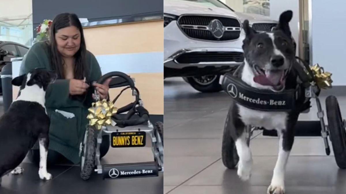 Mercedes- Benz regala una "lujosa" silla de ruedas a una perrita que perdió sus patas tras ser atropellada