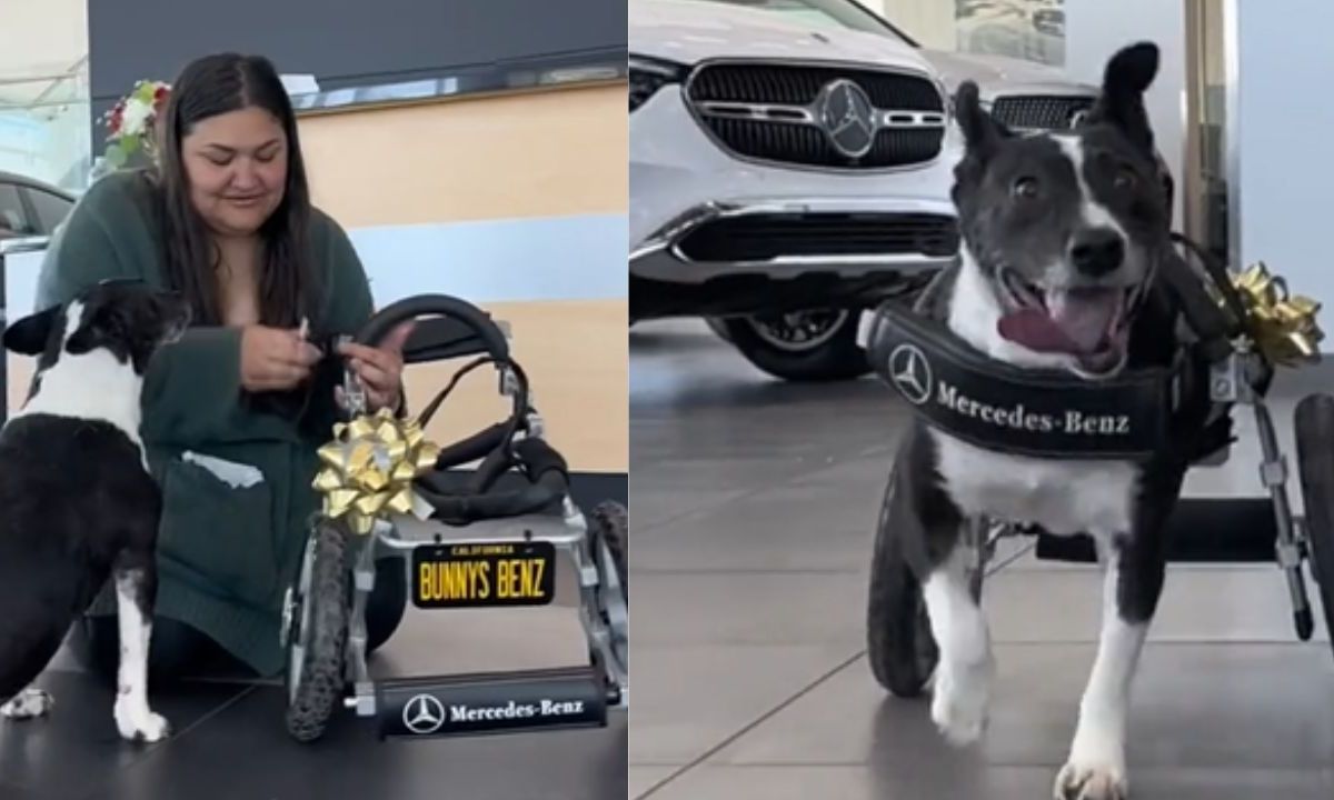 Mercedes- Benz regala una "lujosa" silla de ruedas a una perrita que perdió sus patas tras ser atropellada