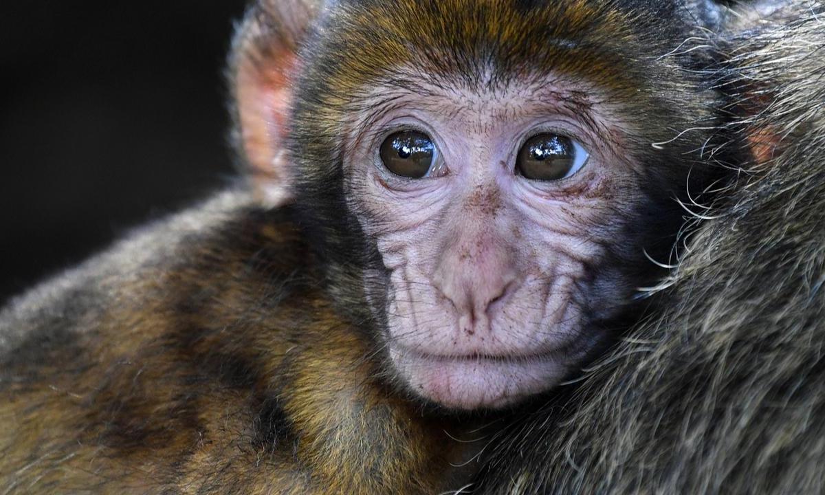 Un bebé de mono provocó el caos en un tribunal tras escaparse de una caja presentada como prueba en un caso de contrabando de fauna salvaje