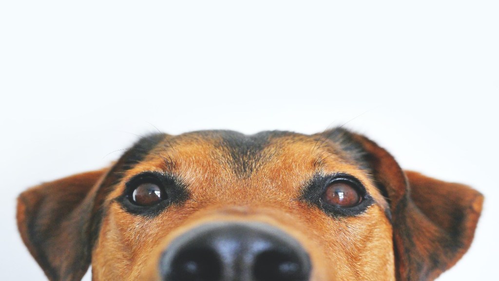 Foto: Pixabay | Esto puede pasar si dejas a tu perro en la azotea