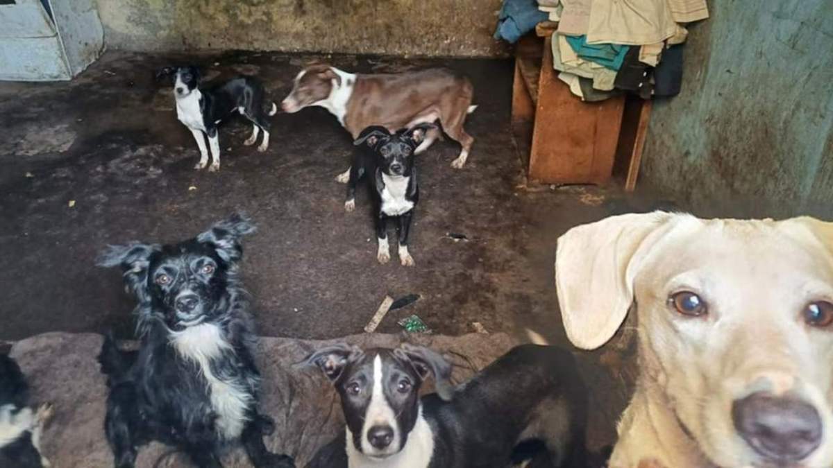 Policías hallan perritos en estado de descomposición y con maltrato en un domicilio en la GAM