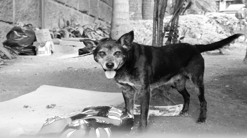 Fotografía de un perro callejero