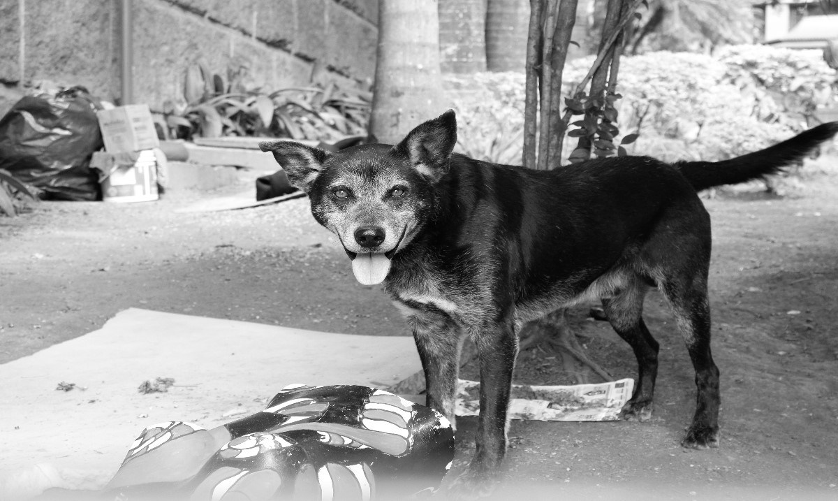 Fotografía de un perro callejero
