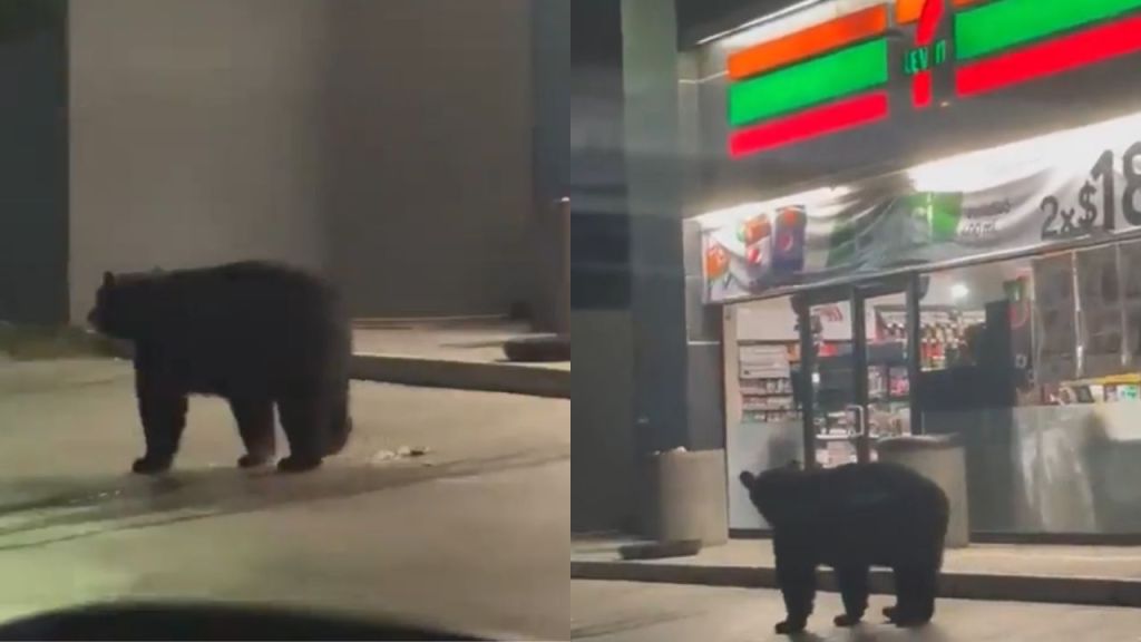 Captan a oso afuera de un 7-Eleven en Monterrey.