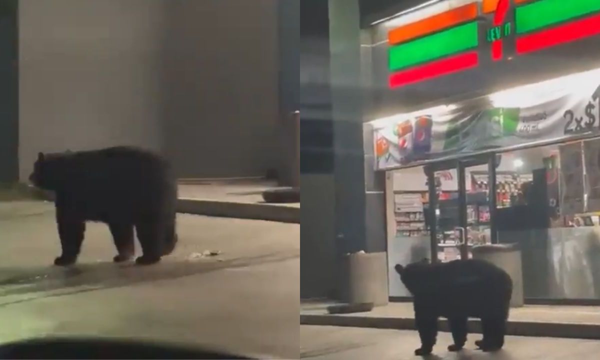 Captan a oso afuera de un 7-Eleven en Monterrey.