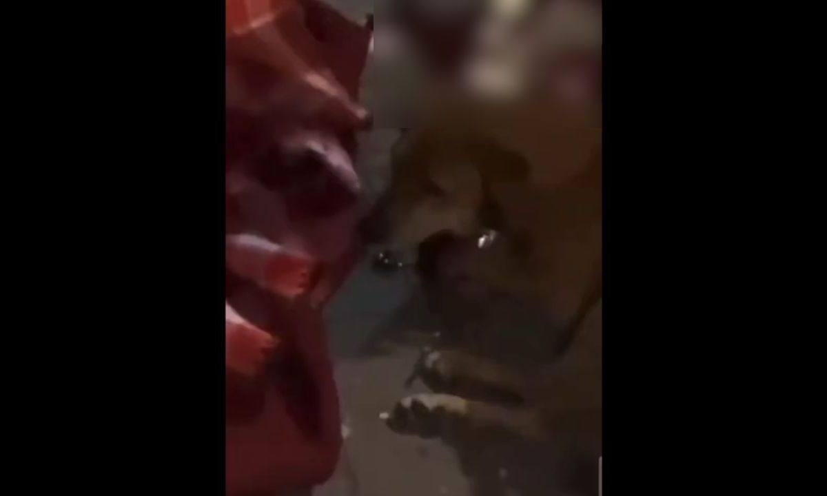 ¡Imágenes fuertes! Acusan a adolescentes por prender cohete en boca de perrito en CDMX