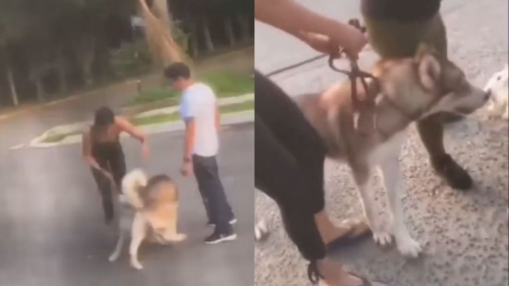 Dueña de husky deja que su perro mate a otro en calles de Tonalá.