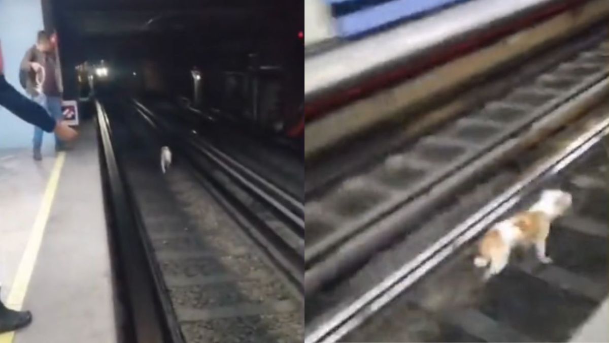 Rescatan a perrito callejero que caminaba en sobre las vías del Metro de la Línea 8.