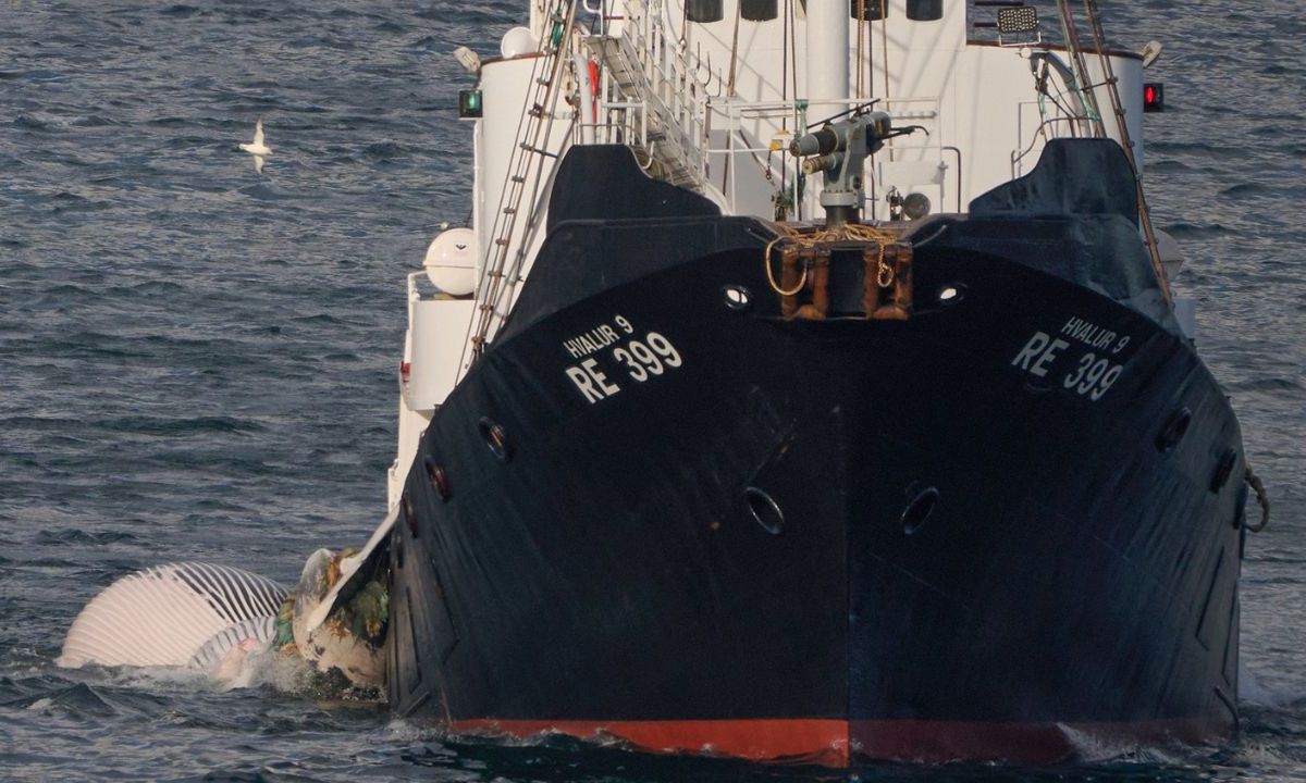 Tras haberla suspendido más de dos meses, el gobierno autorizó nuevamente la caza de ballenas